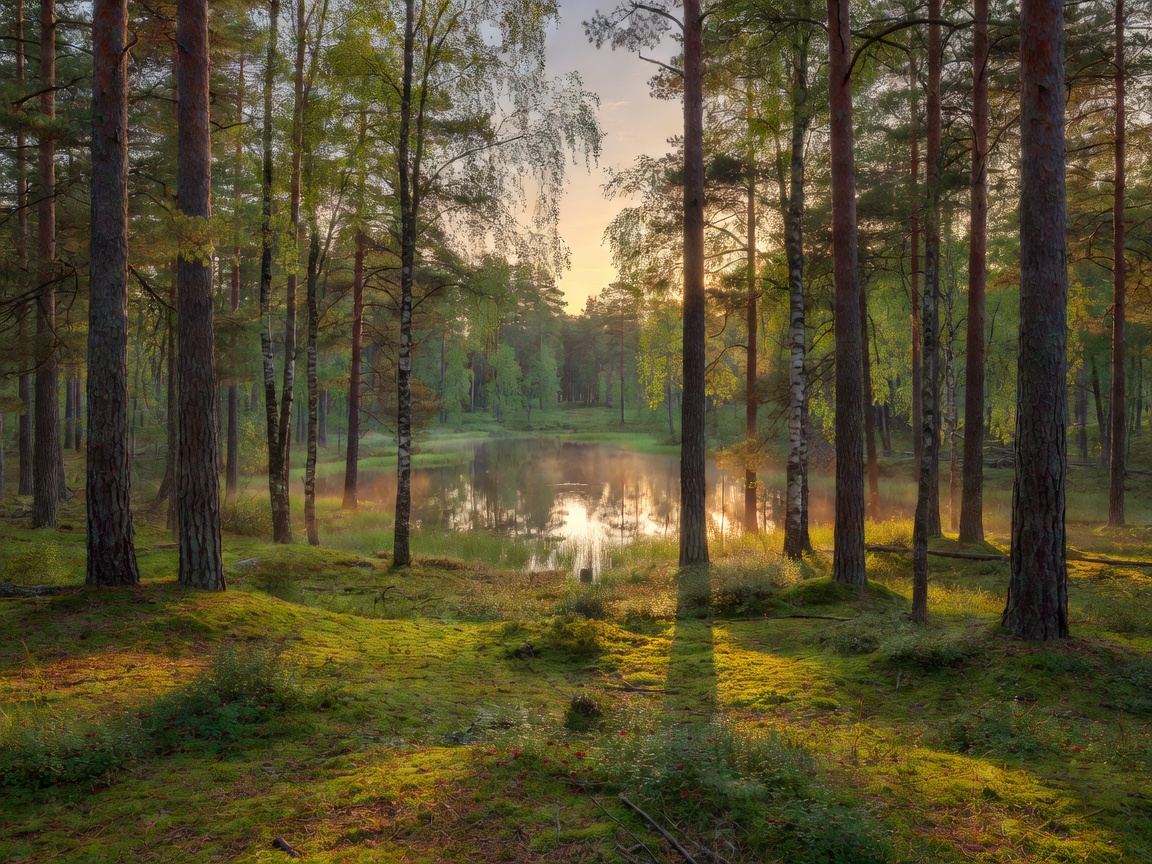 Suomalainen metsämaisema