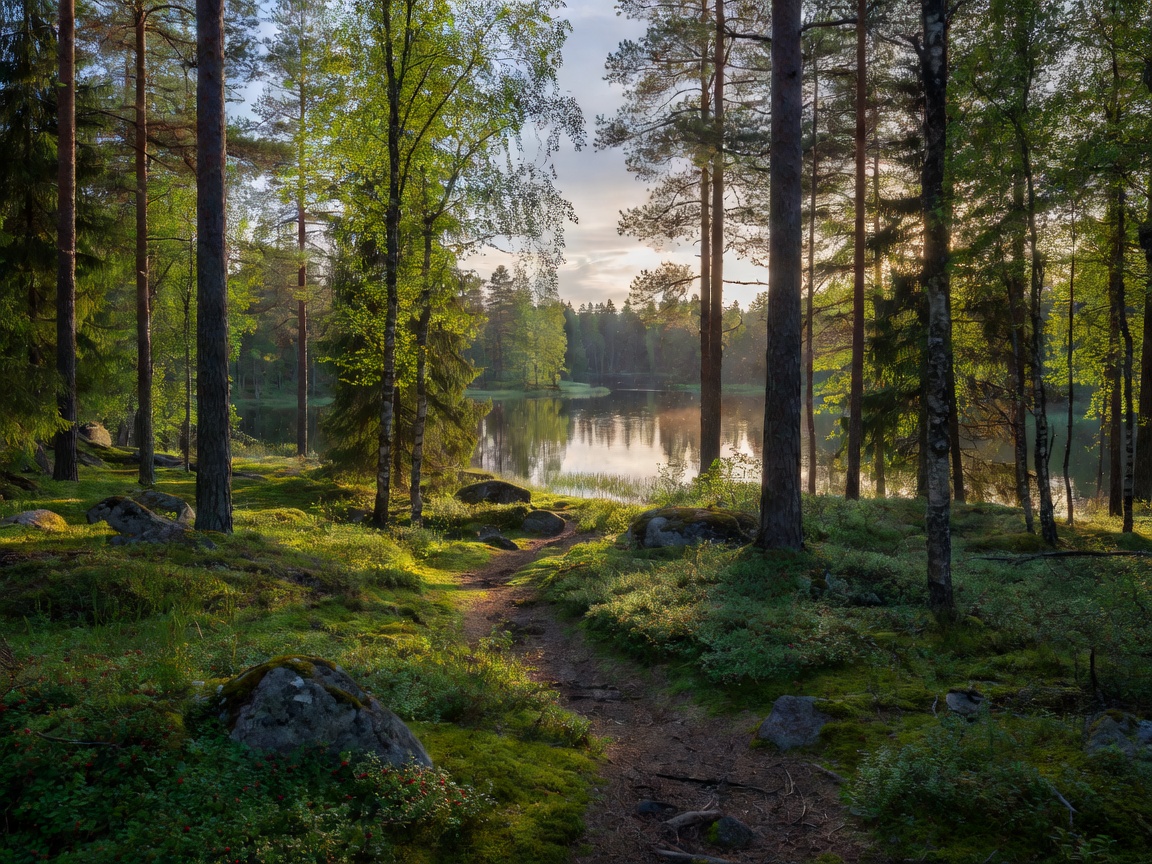 Tyyni suomalainen järvi ja metsä