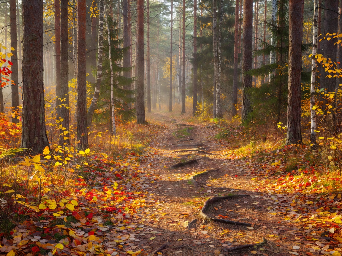Syksyinen metsäpolku ja ruskan värit